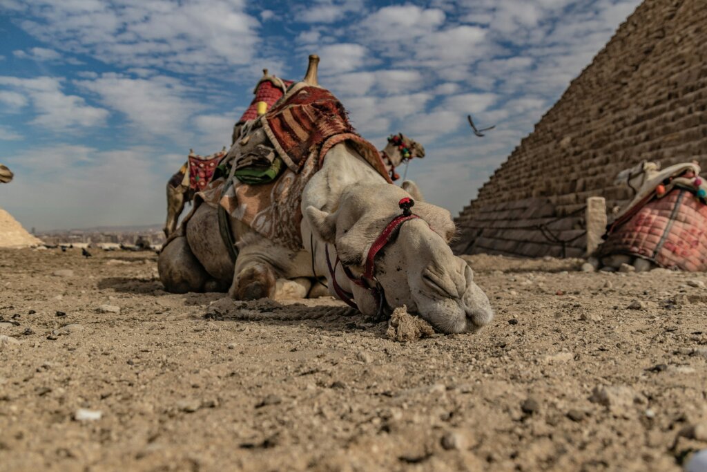 Tired camel lying down