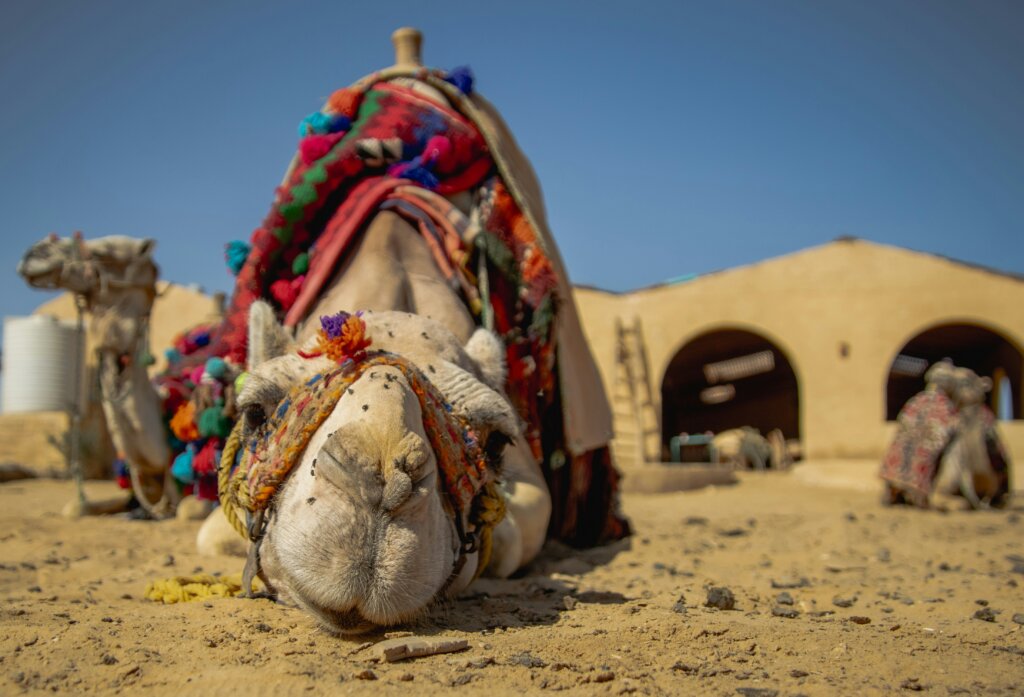 Camel lying down