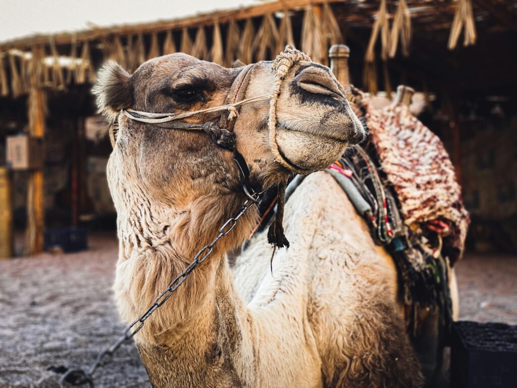 Camel 