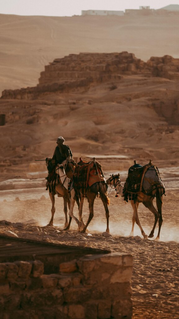 Camels walking at sunset/sunrise