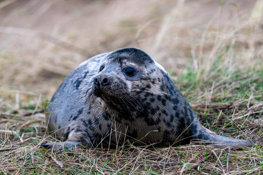 Baby seal on the Norfolk Coast