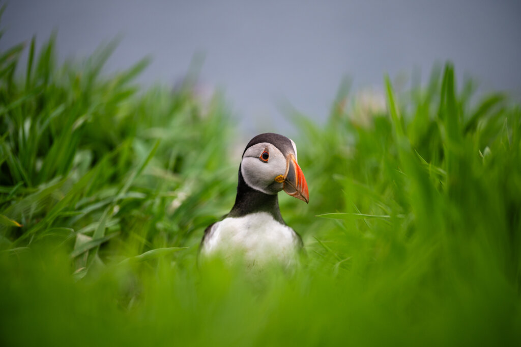 Best time to visit Skomer Island