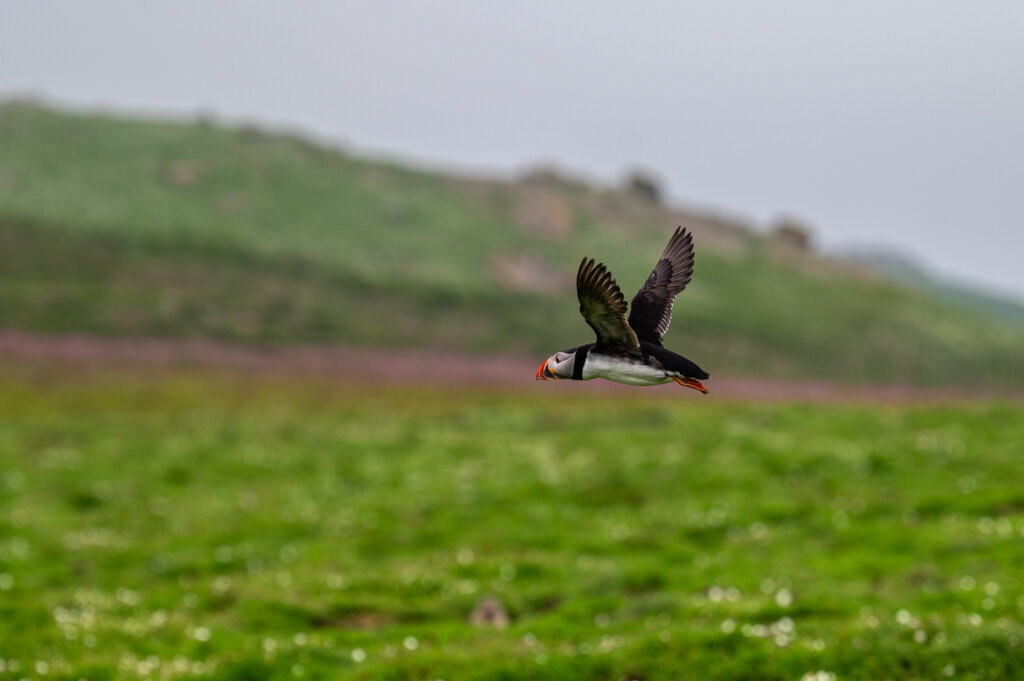 Skomer Island - Puffin in flight