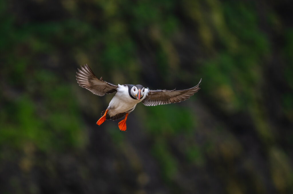 Puffin in flight on Skomer Island