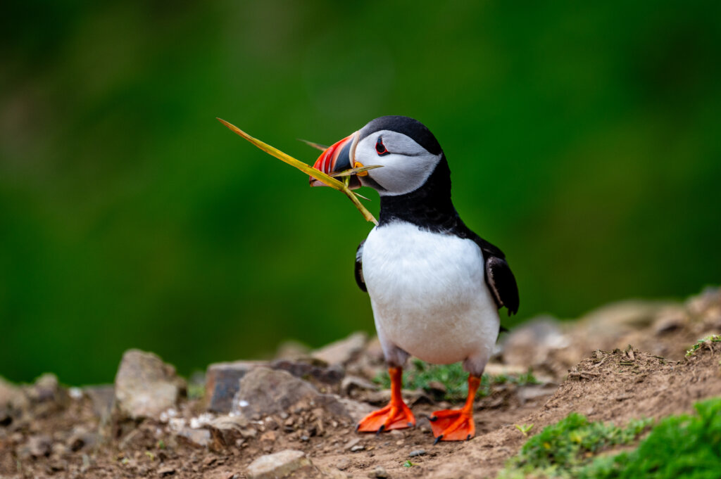 Puffin