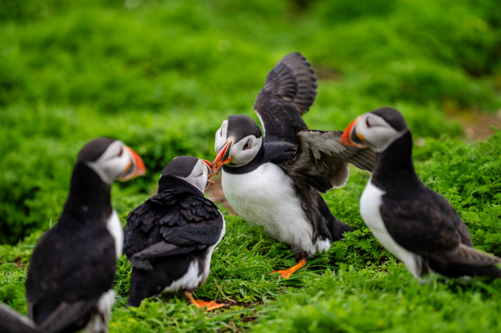 Puffins greeting each other