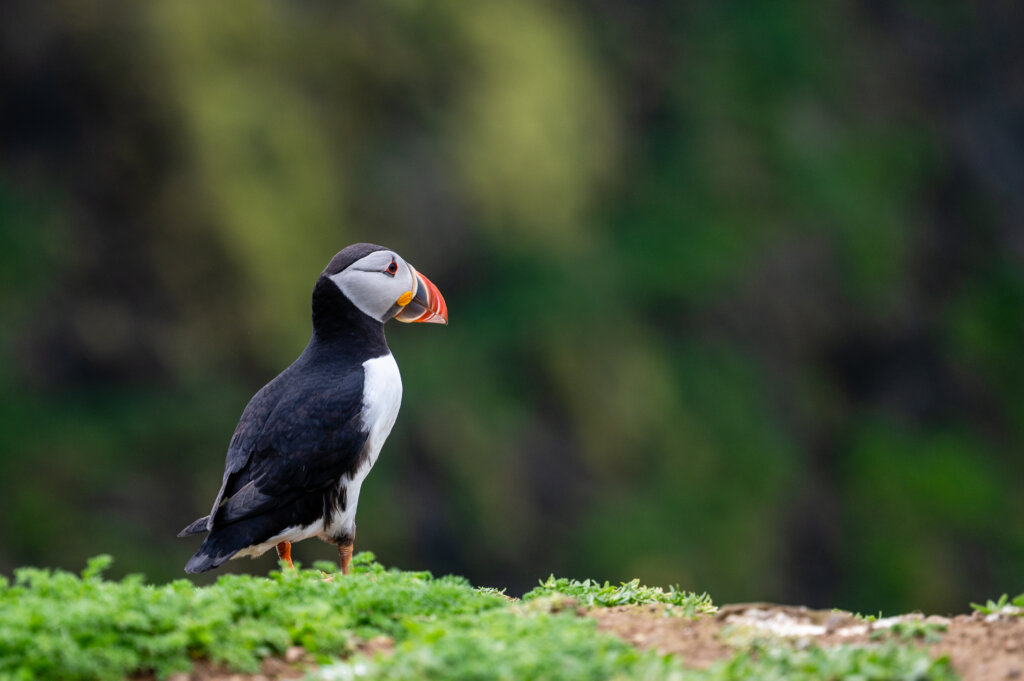 visiting skomer island