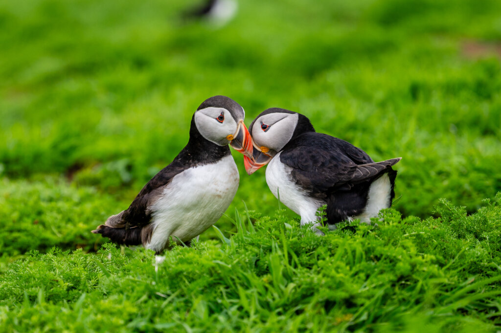 Visiting Skomer Island