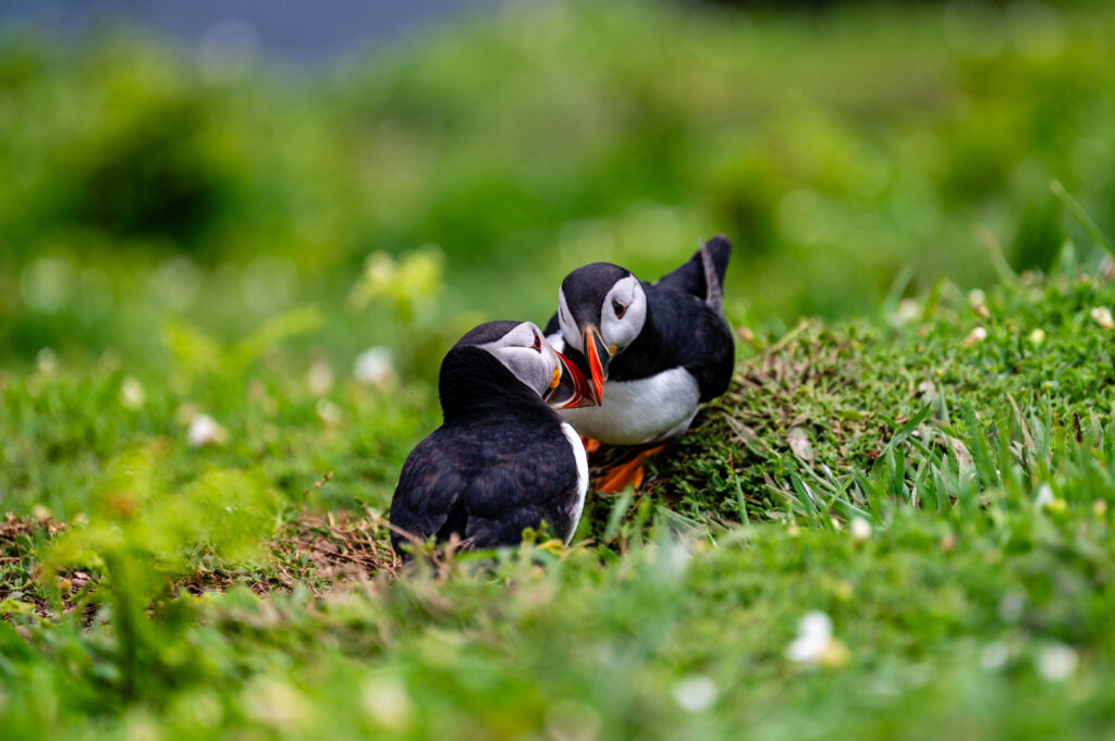 Puffins on Skomer Island