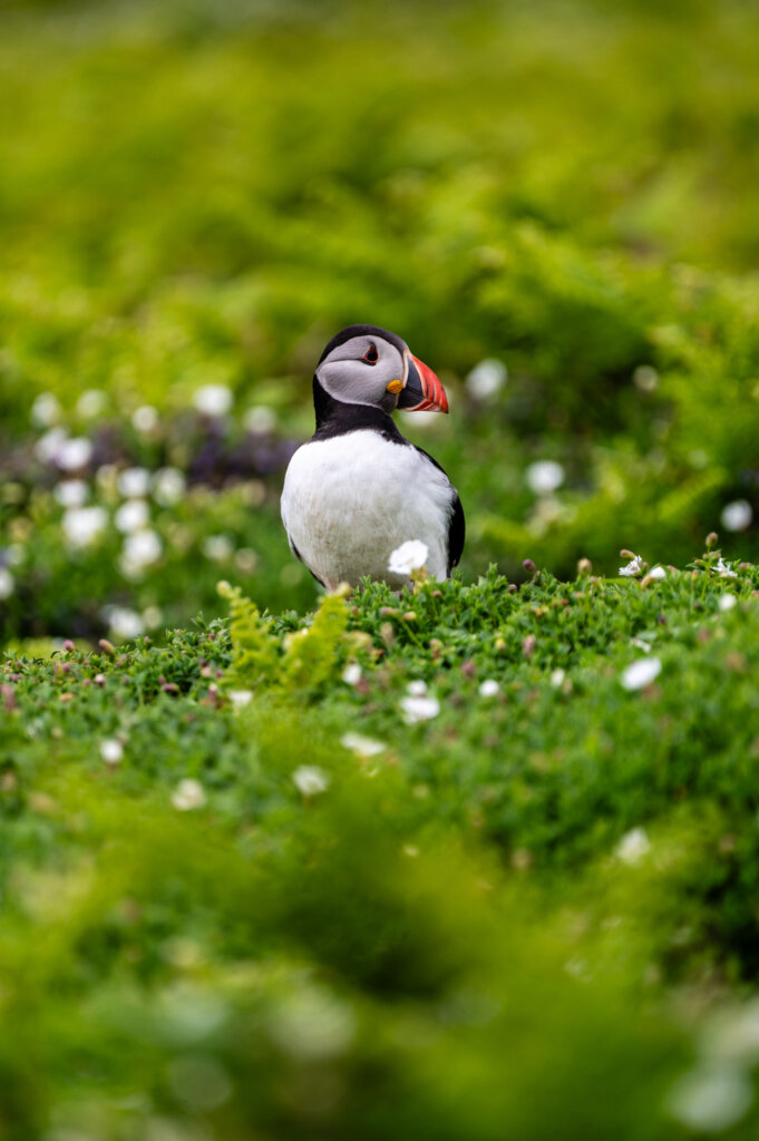 Puffin on Skomer Island