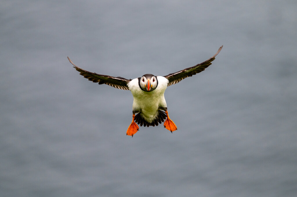 Puffin in flight