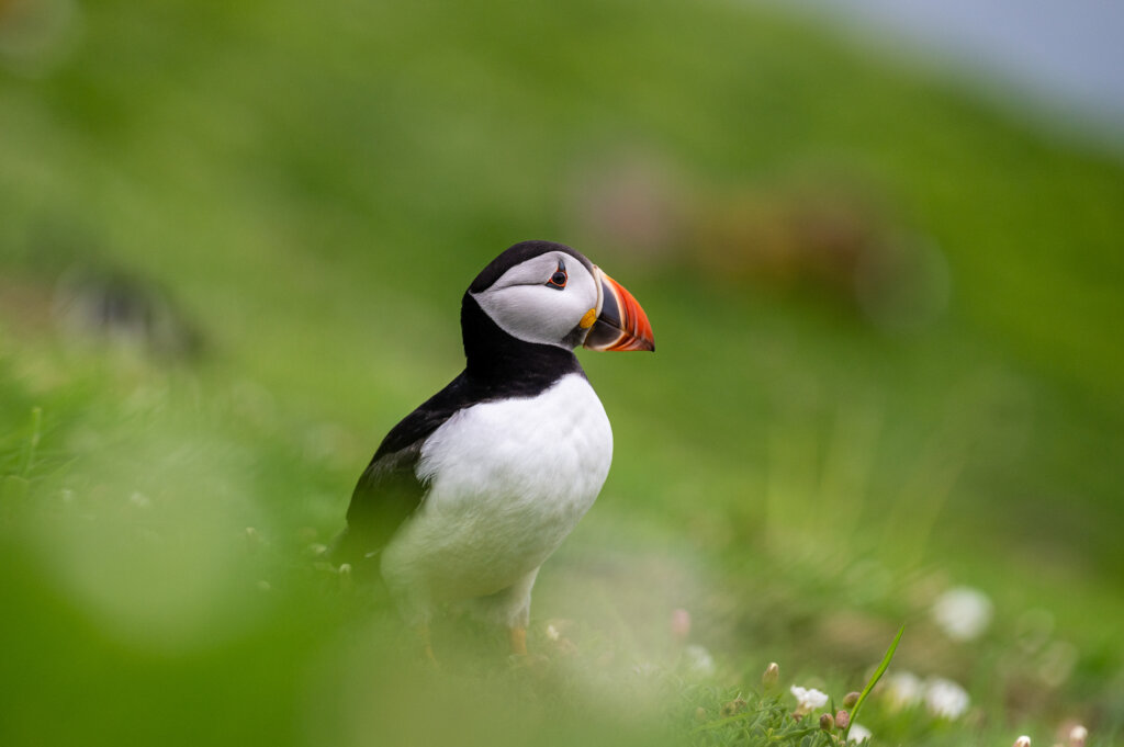 Best time to visit Skomer Island