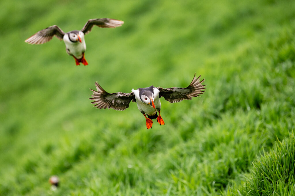 Puffins landing on Skomer Island