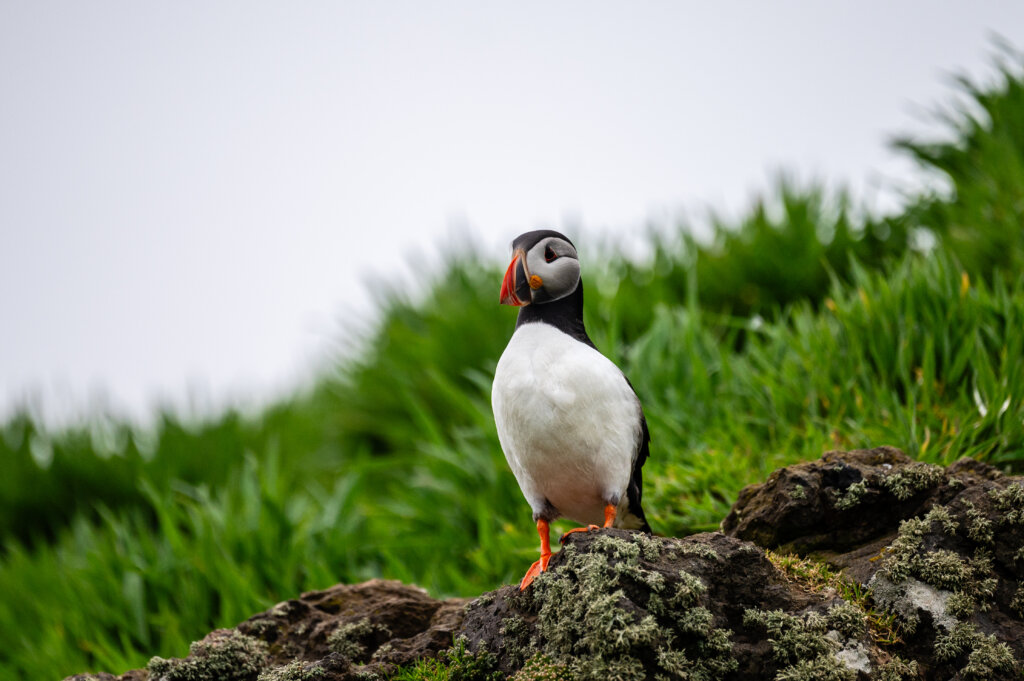 Puffin on Skomer Island