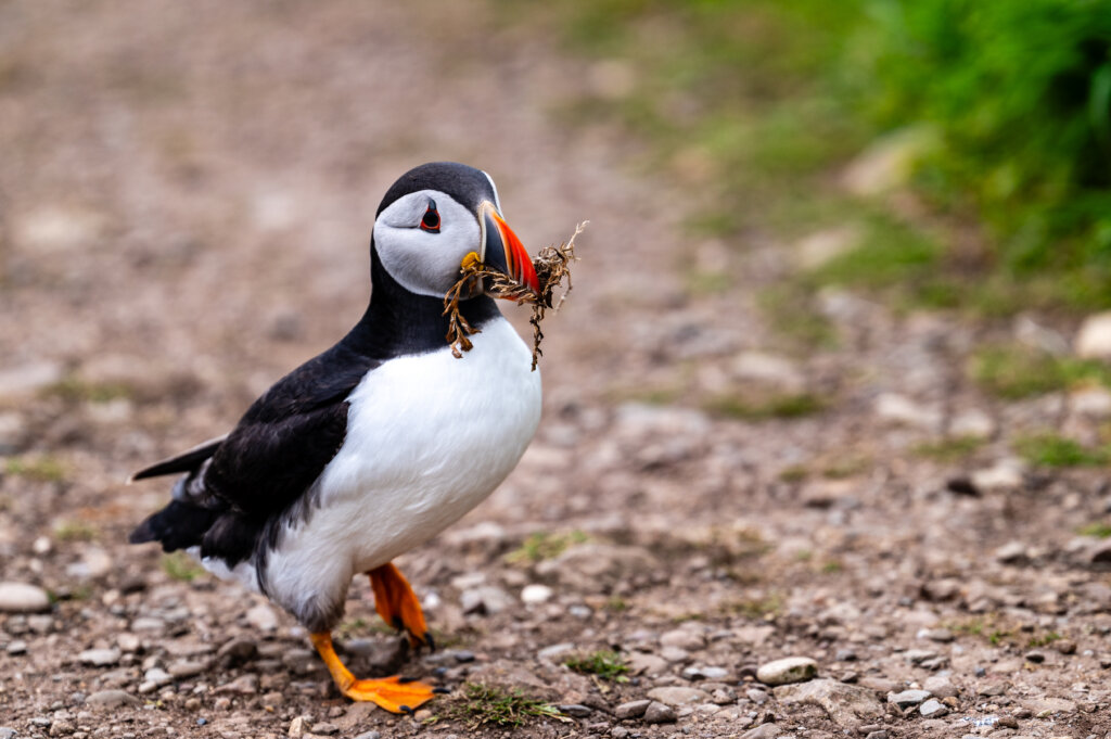 Visiting Skomer Island