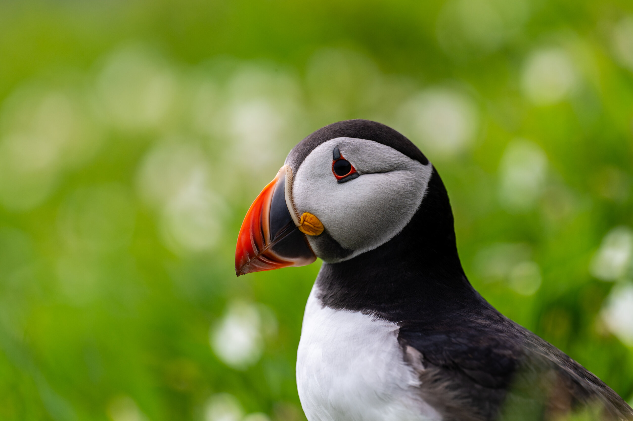 Puffin on Skommer Island