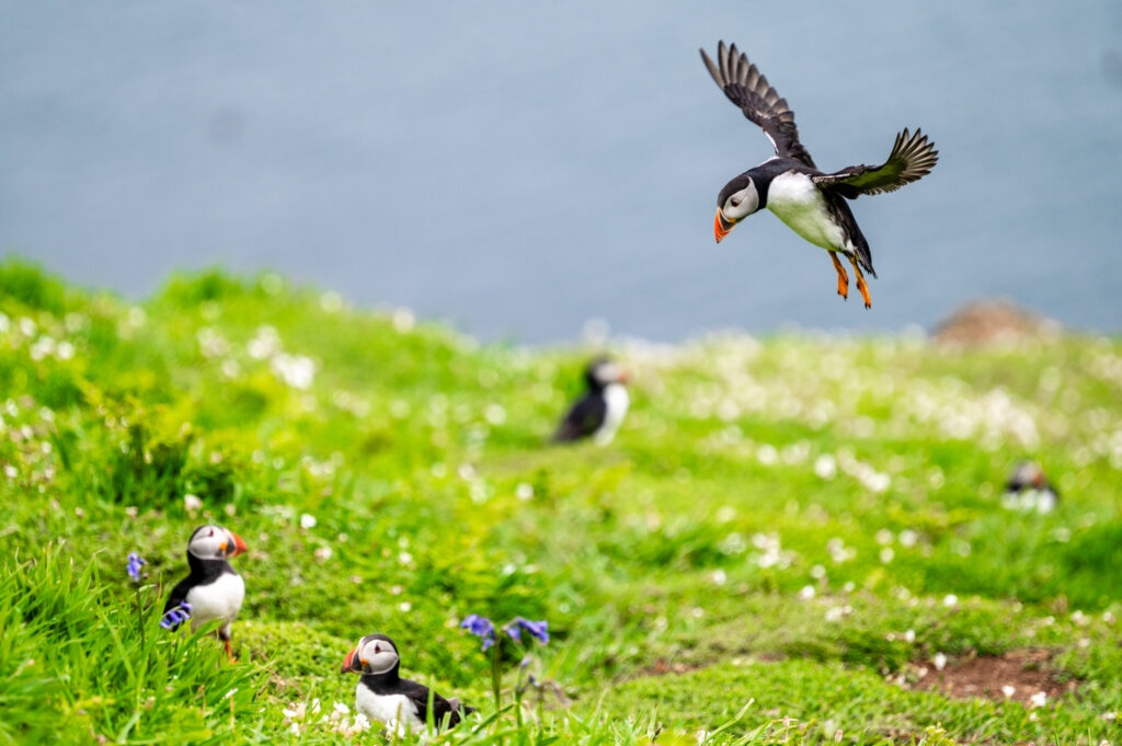 Skomer Island