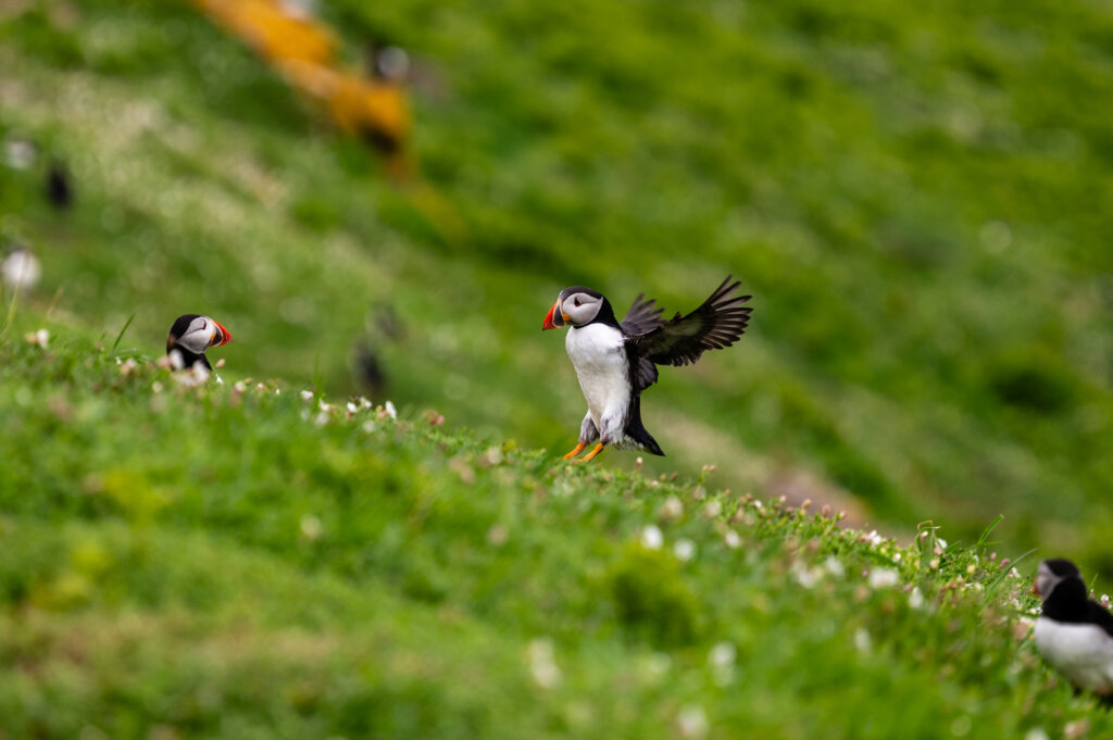 Visiting Skomer Island