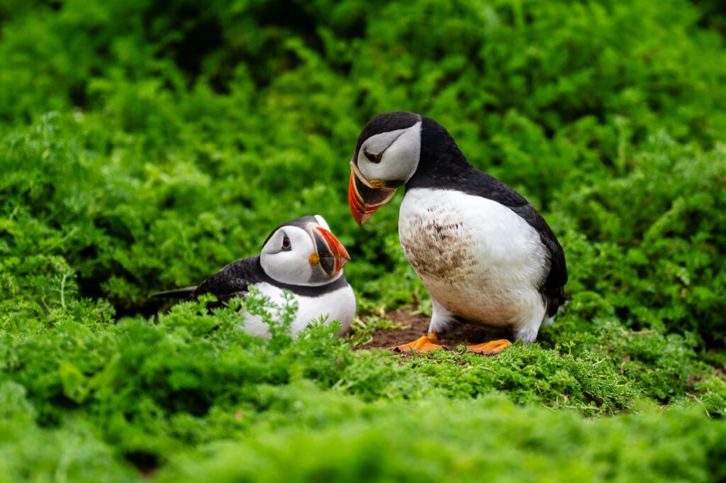 Best time to see puffins on Skomer island