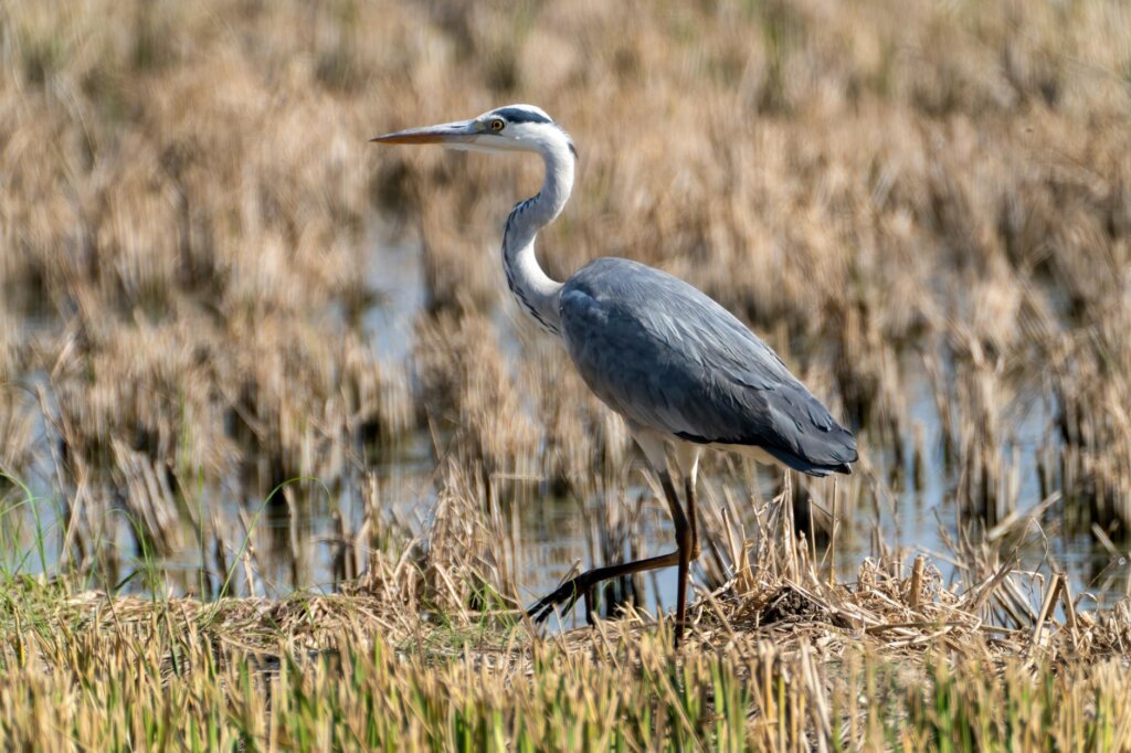 elegant grey heron in valencian wetlands