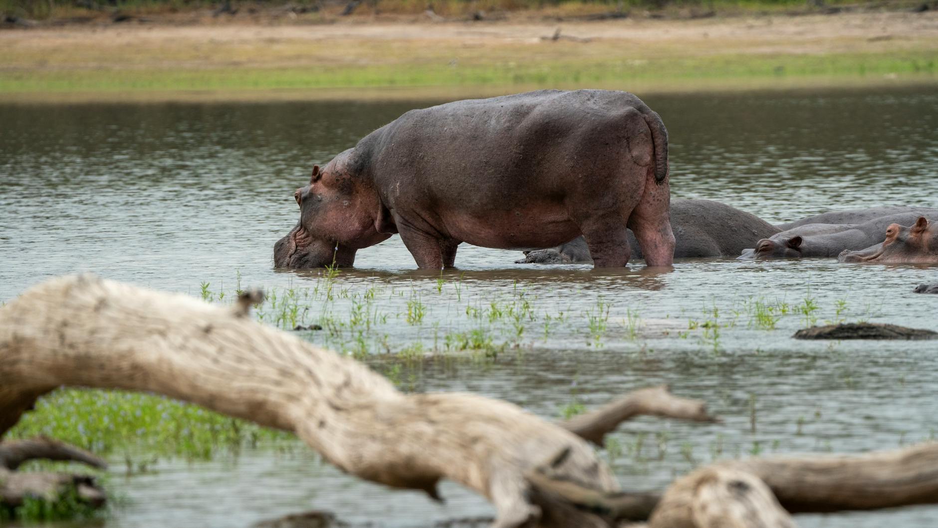 hippopotamuses in tanzanian waterway St Lucia, South Africa