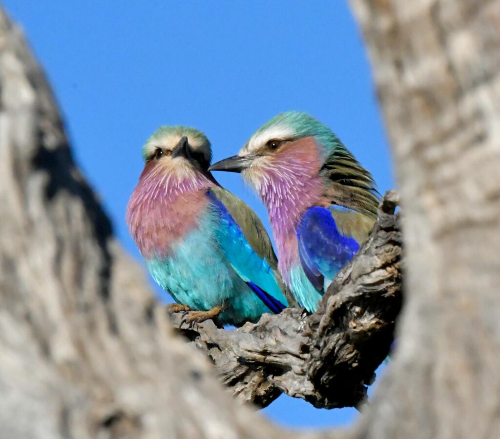 lilac breasted rollers in south african tree, KwaZulu-Natal Safaris