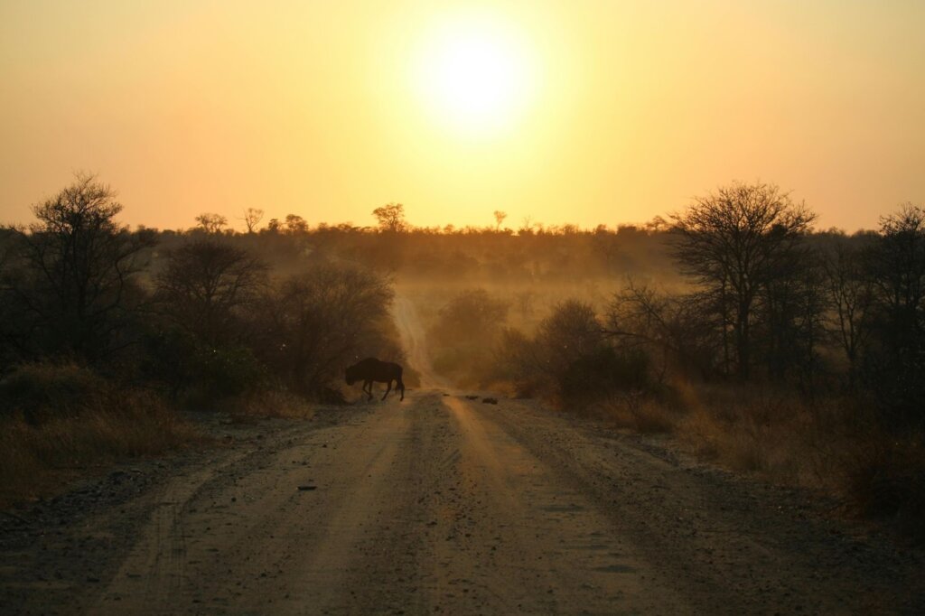 Alt text: Animal crossing dusty road at sunset.