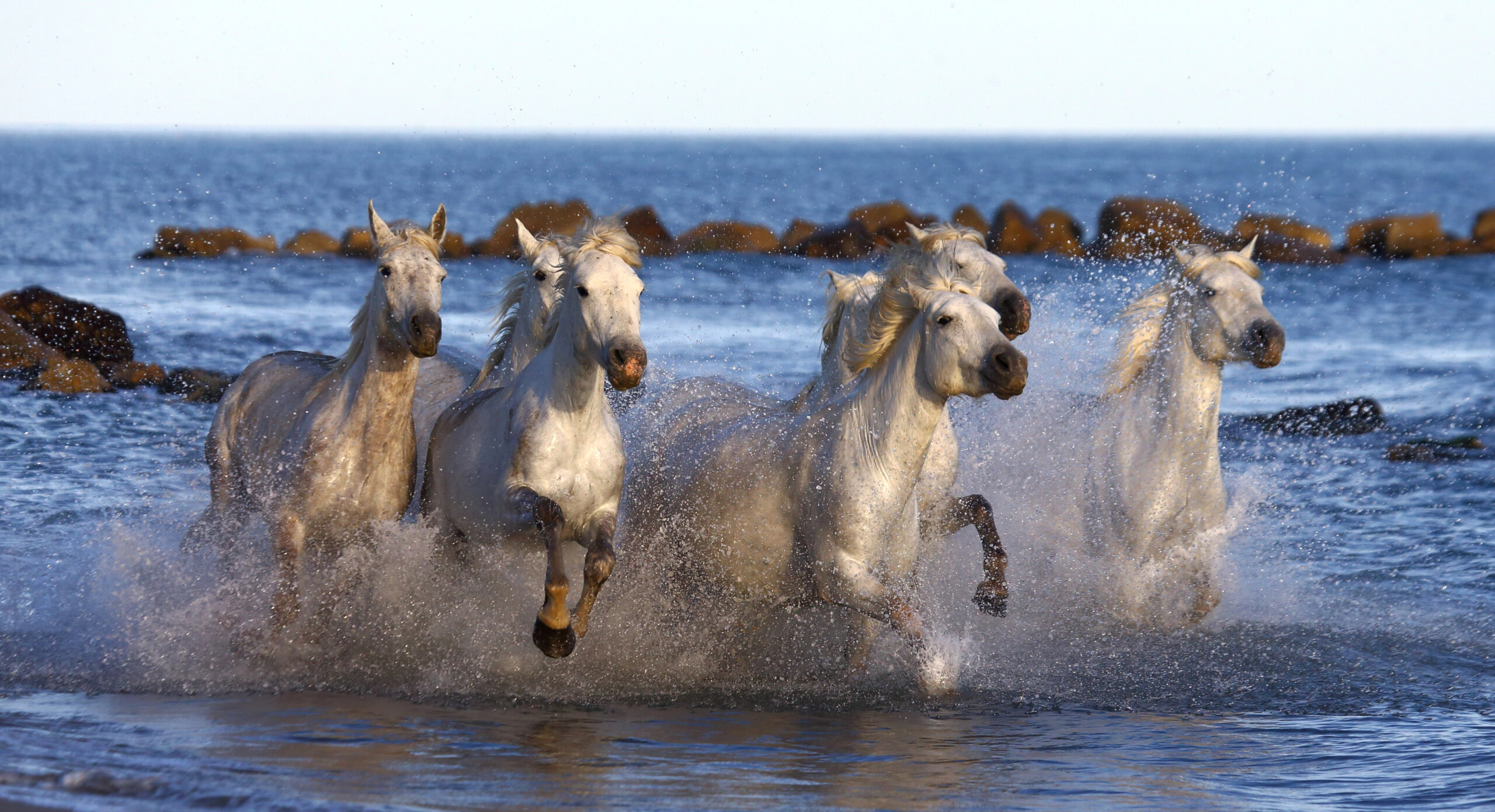Wild horses in Camargue