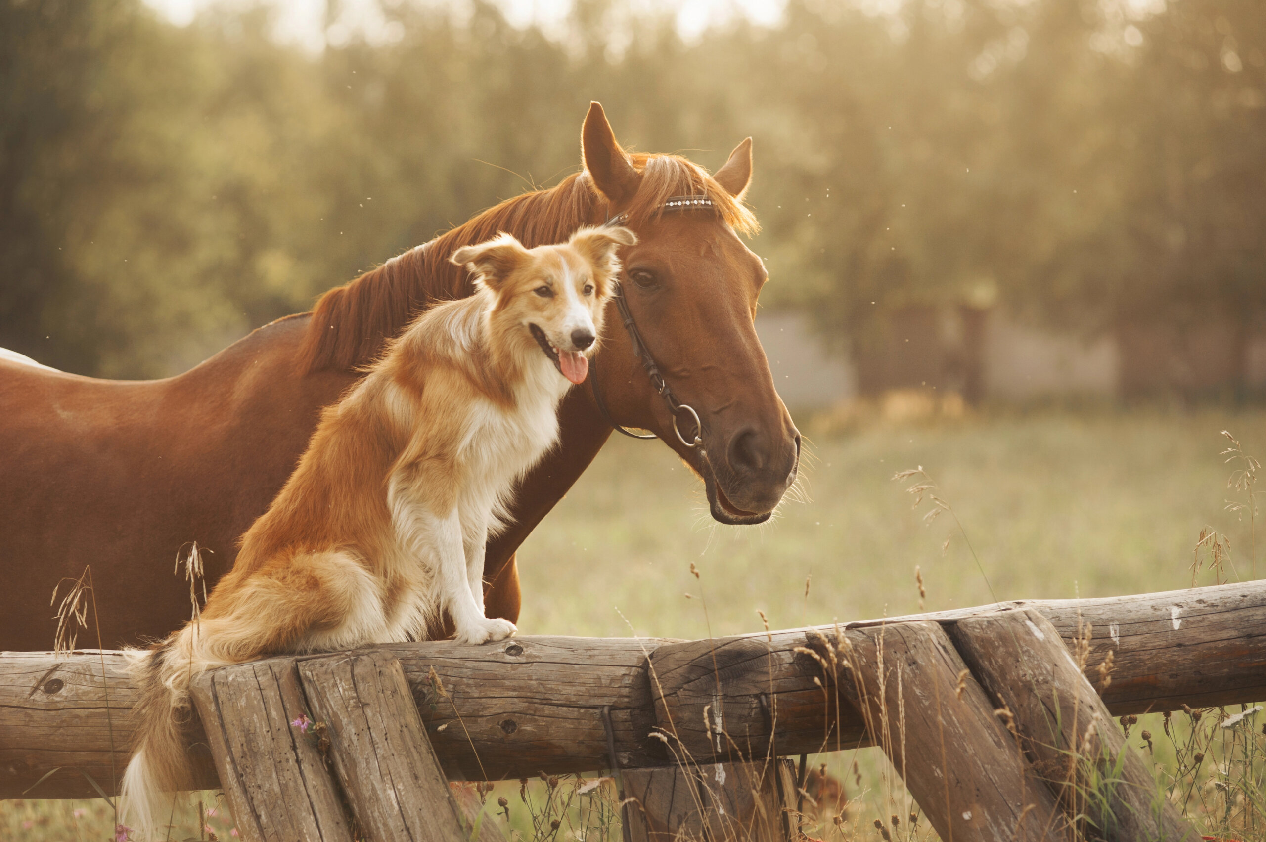 Horse and Hound