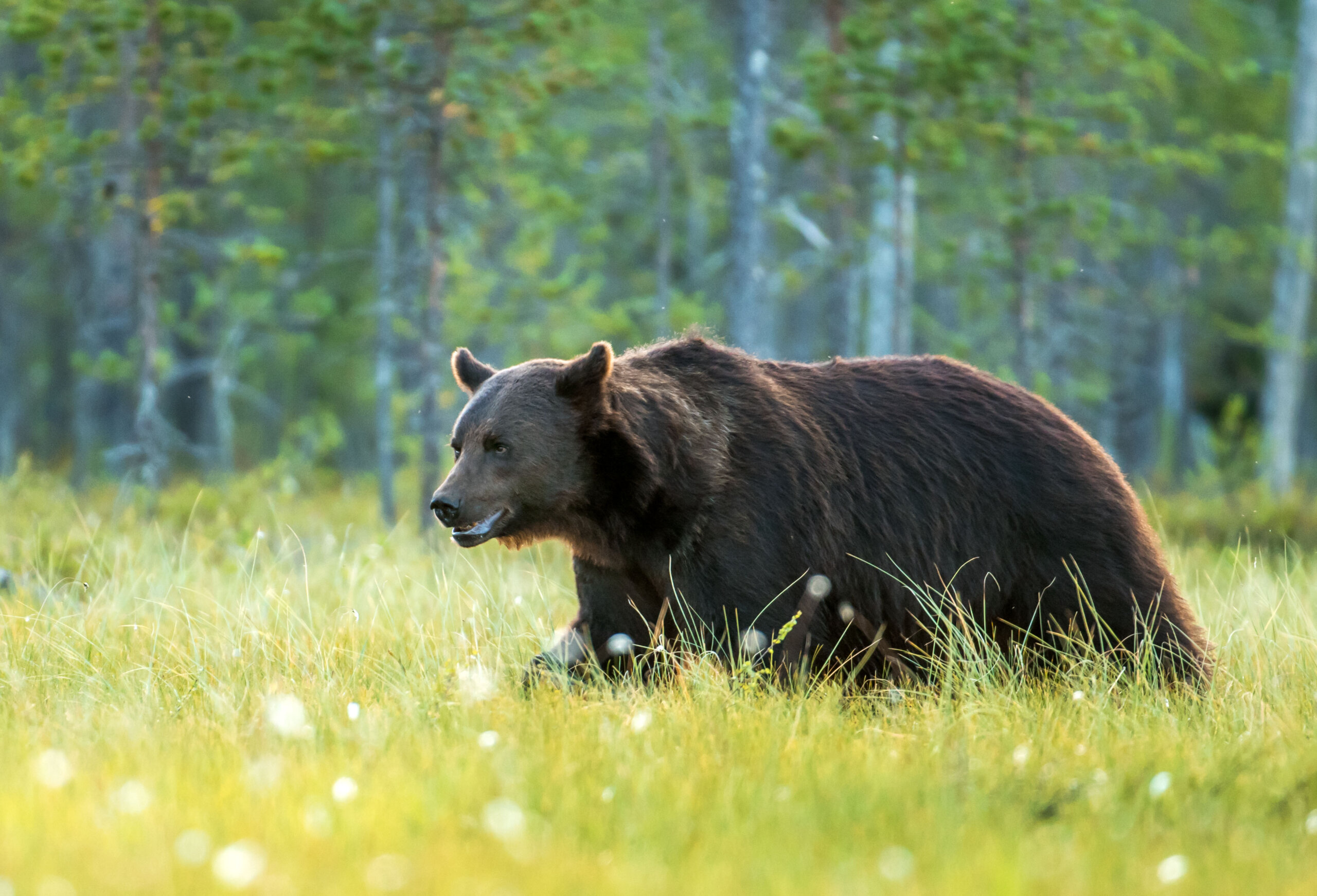 Bear watching in Romania