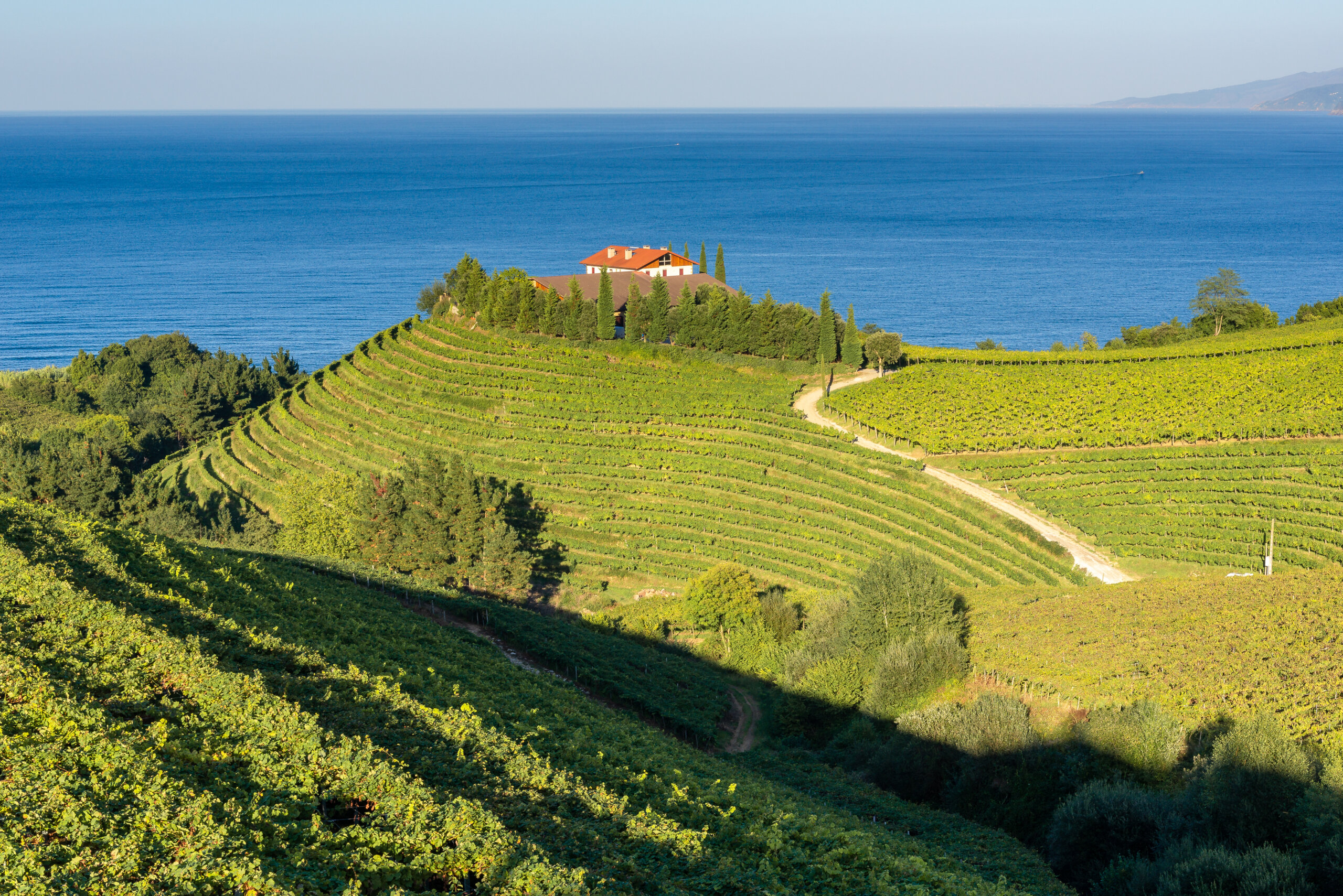 Txakoli vineyard