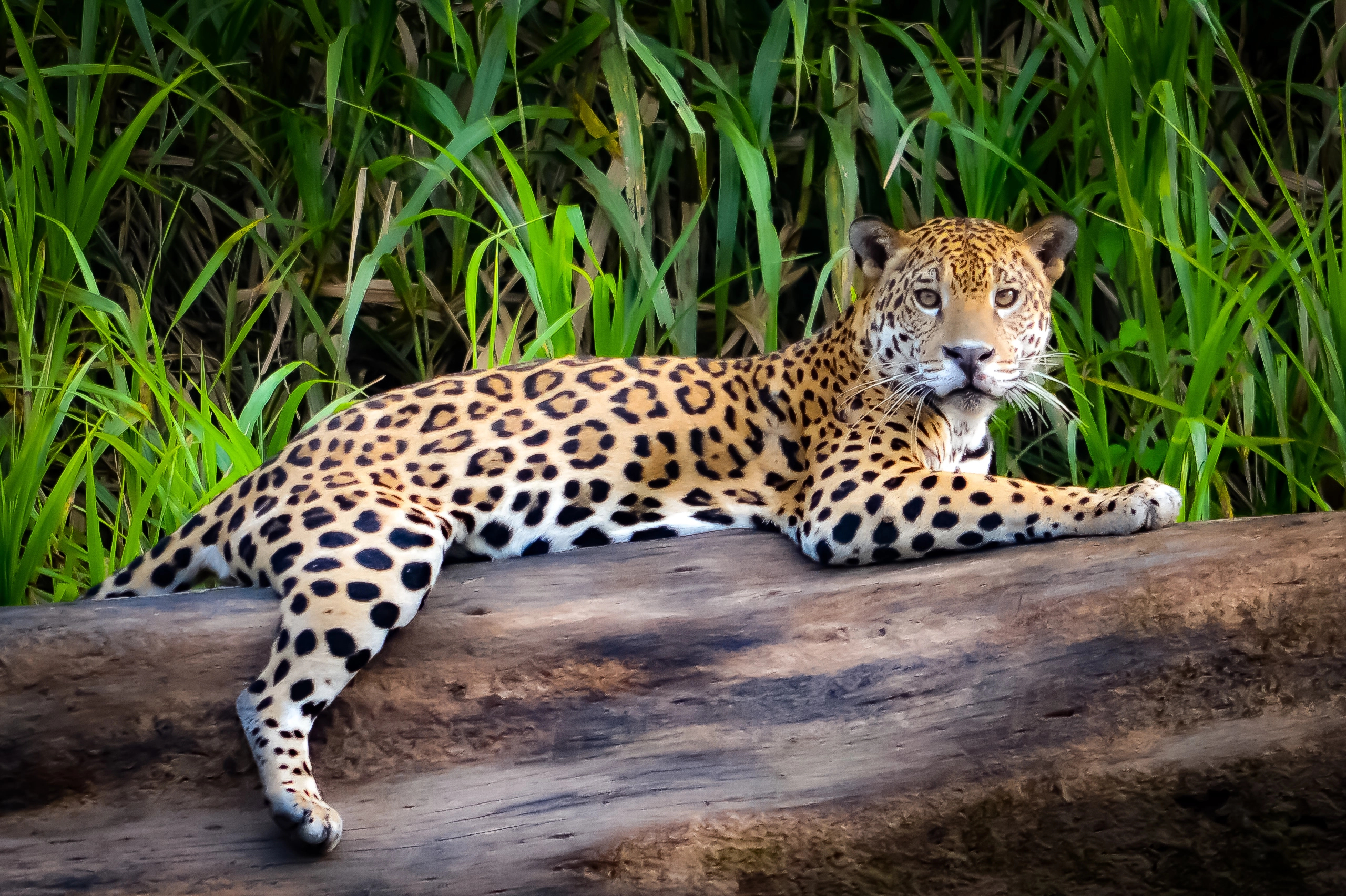 Jaguar in Pantanal