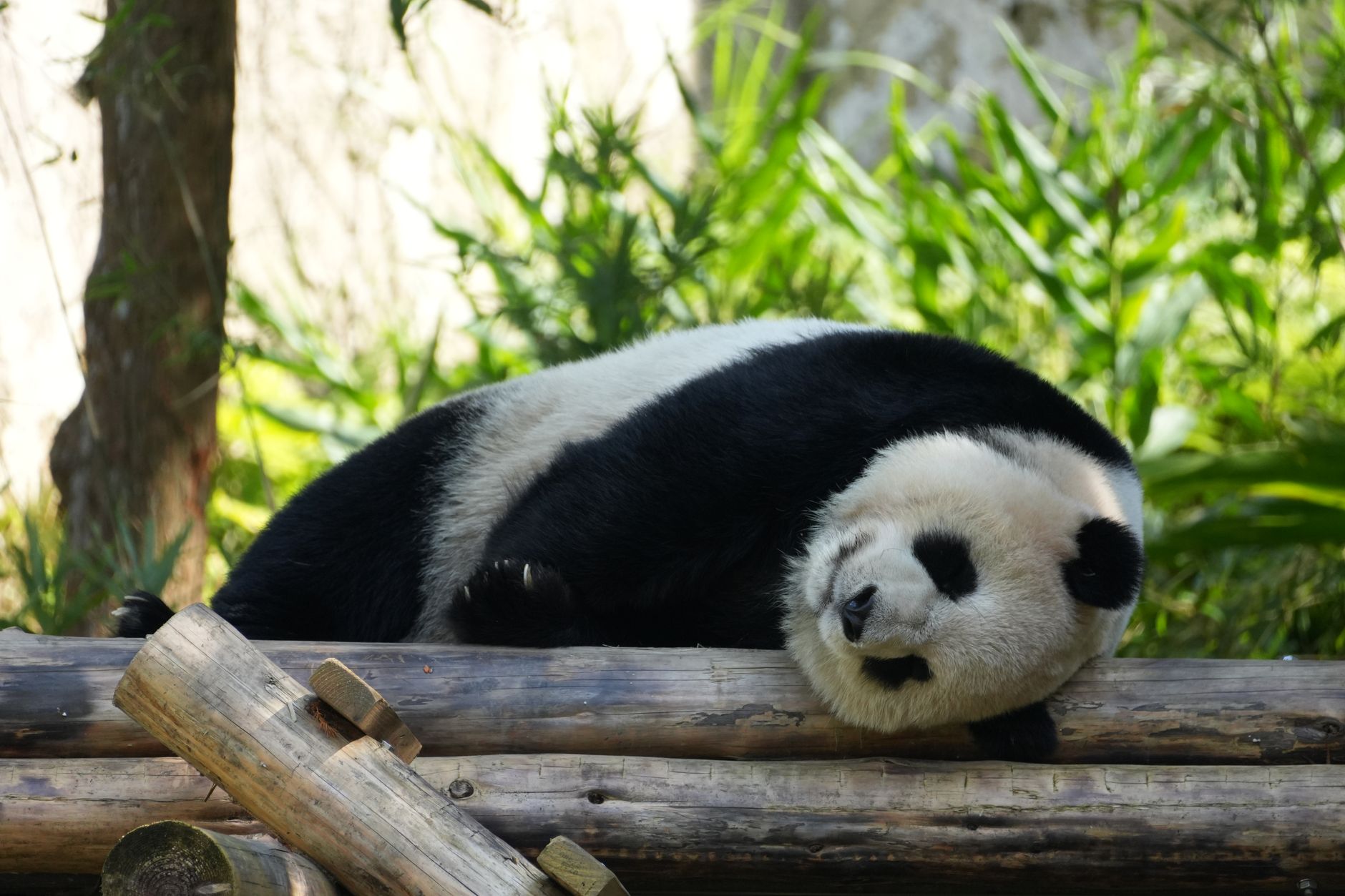 giant panda resting peacefully in habitat